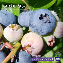 【ノーザンスパルタン】 ノーザンハイブッシュ系 2年生接木苗 ブルーベリー苗木 ブルーインパルス 【予約販売】10月下旬頃入荷予定