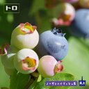 【トロ】 ノーザンハイブッシュ系 2年生挿木苗 ブルーベリー苗木