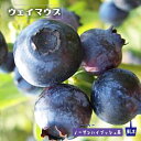 【ウェイマウス】 ノーザンハイブッシュ系 2年生挿木苗 ブルーベリー苗...(4)