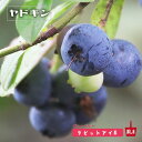 【ヤドキン】 ラビットアイ系 2年生挿木苗 ブルーベリー苗木 【予約販売】10月下旬頃入荷予定