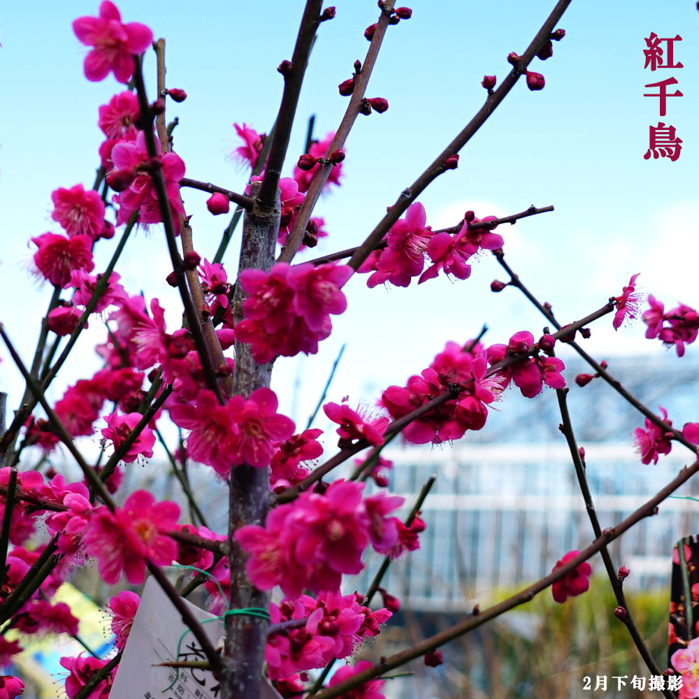 【紅千鳥】 花梅 紅梅 2年生接木ポット苗 【観賞花木】