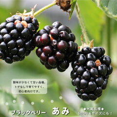 https://thumbnail.image.rakuten.co.jp/@0_mall/hana-online/cabinet/06428277/blackberry-ami03.jpg