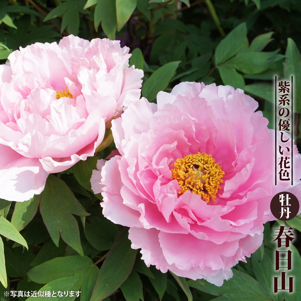 牡丹 ボタン の咲く季節はいつ 開花時期 芍薬との見分け方を解説 暮らし の