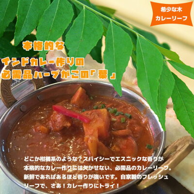 カレーリーフ