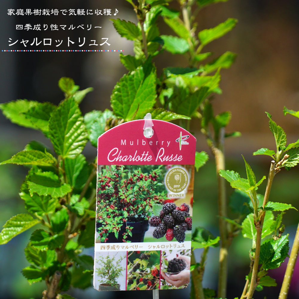 マルベリー（桑の木） 【シャルロットリュス】 挿し木 ポット苗のサムネイル