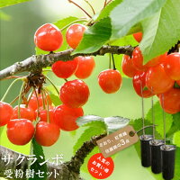 【限定販売】 人気のサクランボの木 受粉樹3点セット （さおり、佐藤錦、紅秀峰 ）...