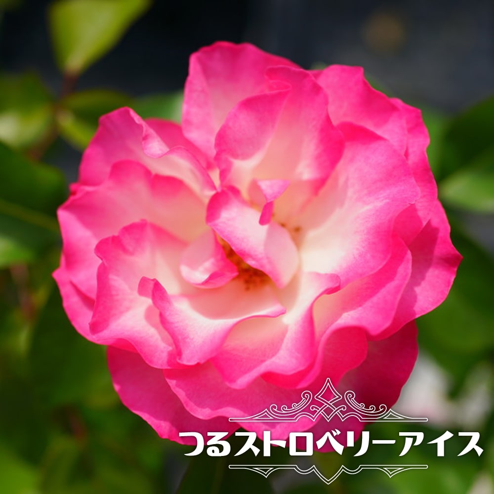 四季咲きバラ苗 【ストロベリーアイス】 3年生長尺苗