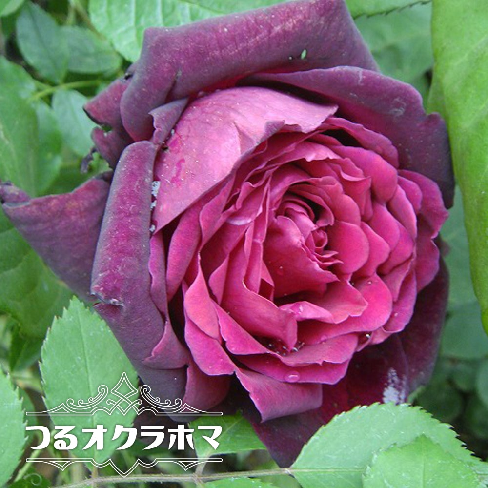 楽天市場】薔薇(カラーワインレッド)(ガーデニング・農業|花 楽天市場】薔薇(カラーワインレッド)(ガーデニング・農業|花