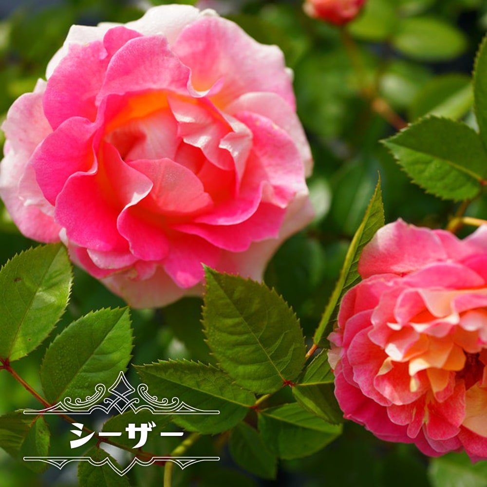 【バラ苗】 シーザー 大苗 つるバラ ピンク バラ 苗 つるばら 薔薇 npのサムネイル