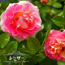 【バラ苗】 シーザー 大苗 つるバラ ピンク バラ 苗 つるばら 薔薇 np