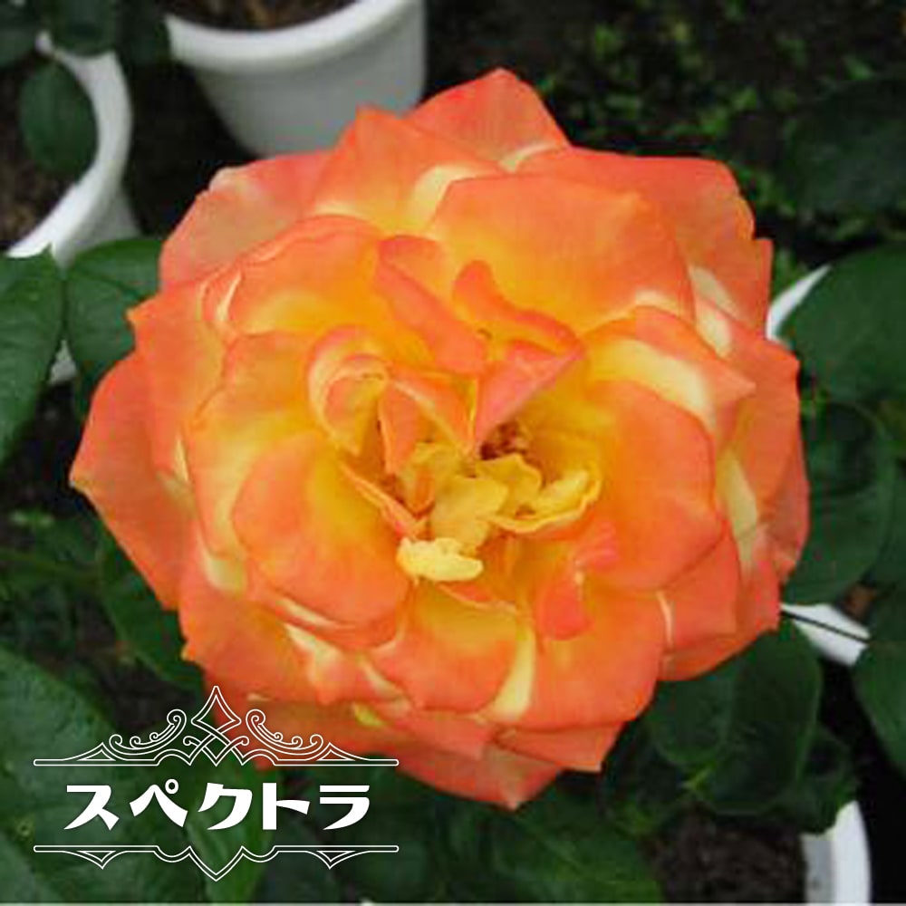 【バラ苗】 スペクトラ 大苗 つるバラ 四季咲き オレンジ色 バラ 苗 つるばら 薔薇 np