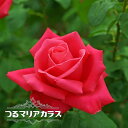 つるバラ 【つるマリアカラス】 2年生大苗 【予約販売】12月~翌年1月頃入荷予定