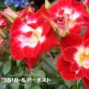 【バラ苗】 つるリトルアーチスト 大苗 つるバラ 四季咲き 赤色 バラ 苗 つるばら 薔薇 np