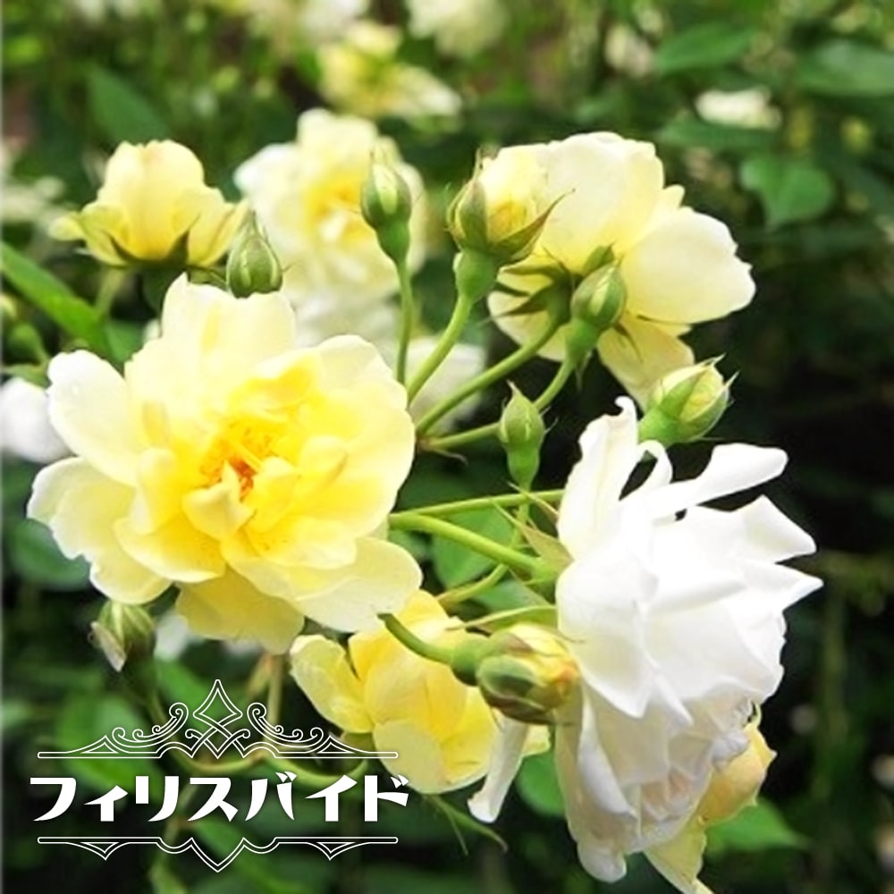つるバラ苗 【フィリスバイド】 3年生大苗 つるバラ 黄色 バラ 苗 つるばら 薔薇 耐寒性強 バラ苗木 ラベルなしのサムネイル