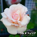 つるバラ苗 【つるオフィーリア】 2年生大苗
