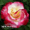 【バラ苗】 つるダブルデライト 長尺苗 つるバラ 複色 強香 バラ 苗 薔薇 フルーツ系 【西濃運輸お届け】【北海道・沖縄・離島不可】