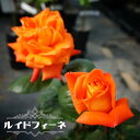 四季咲きバラ苗 【ルイドフィーネ】 2年生大苗 【予約販売】12月~翌年1月頃入荷予定