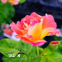 四季咲きバラ苗 【ラジオ】 2年生大苗