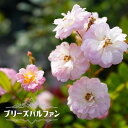 四季咲き つるバラ 【ブリーズパルファン】 2年生大苗 【予約販売】12月~翌年1月頃入荷予定