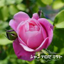 強香つるバラ 【シャンテロゼミサ