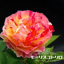 四季咲きバラ苗 【モーリスユトリロ】 1年生新苗 登録品種・品種登録