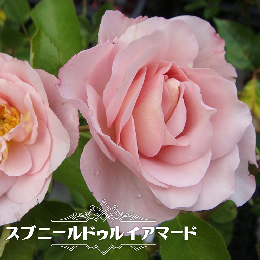【バラ苗】 スブニールドゥルイアマード大苗 デルバール Del 四季咲き ピンク 強香 強健 薔薇 バラ苗木