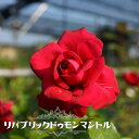 四季咲きバラ苗 【リパブリックドゥモンマントル】 2年生大苗 登録品種・品種登録 【予約販売】12月~翌年1月頃入荷予定