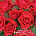 四季咲きバラ苗 【レッドインテューション】 2年生大苗 6号ポット 【予約販売】12月~翌年1月頃入荷予定
