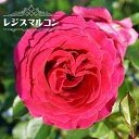 四季咲きバラ苗【レジスマルコン】 2年生大苗 6号ポット 【予約販売】12月~翌年1月頃入荷予定