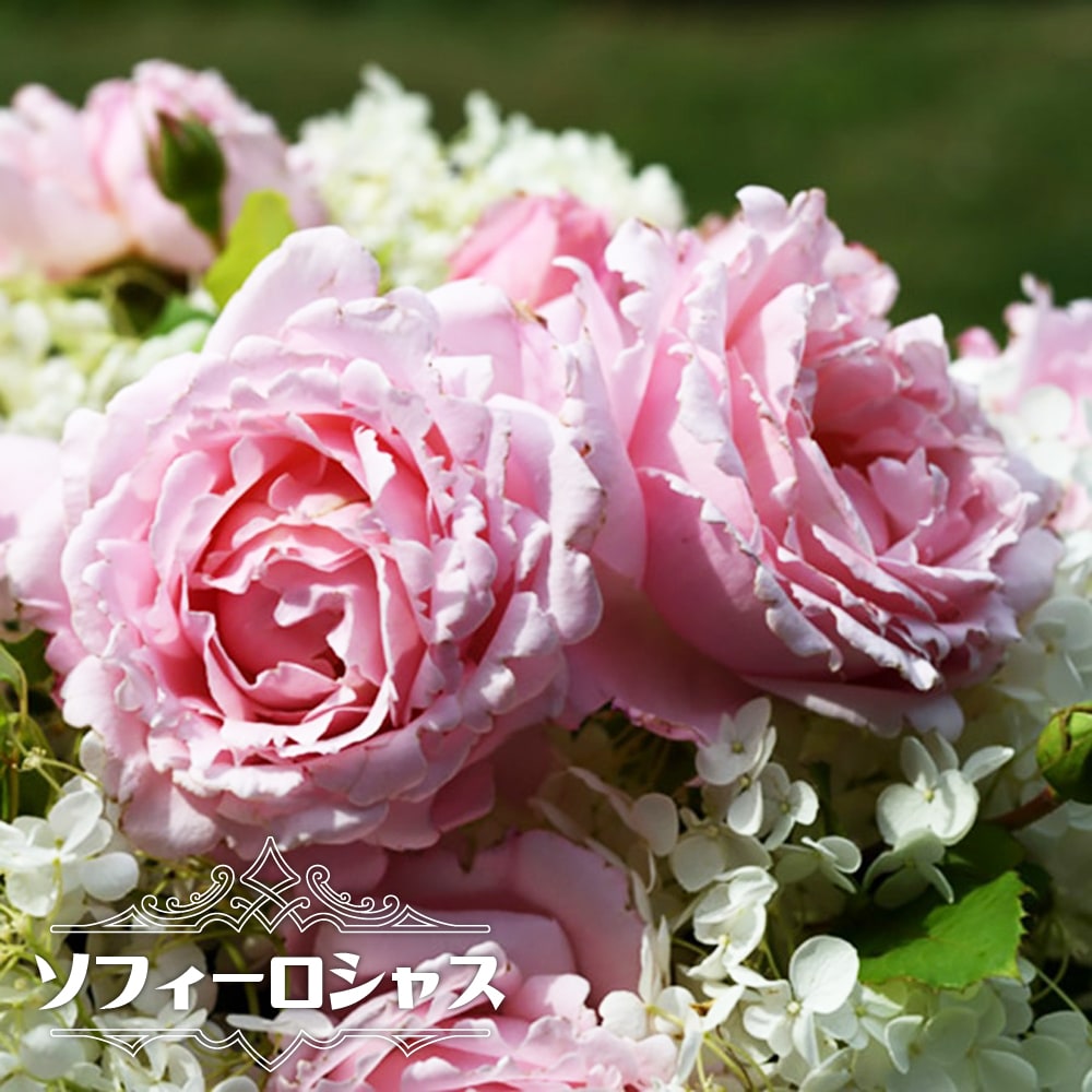 四季咲き強香つるバラ 【ソフィー