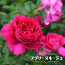 四季咲き強香バラ苗 【プラリーヌルージュ】 2年生大苗 6号ポット 品種登録・登録品種 【予約販売】12月~翌年1月頃入荷予定