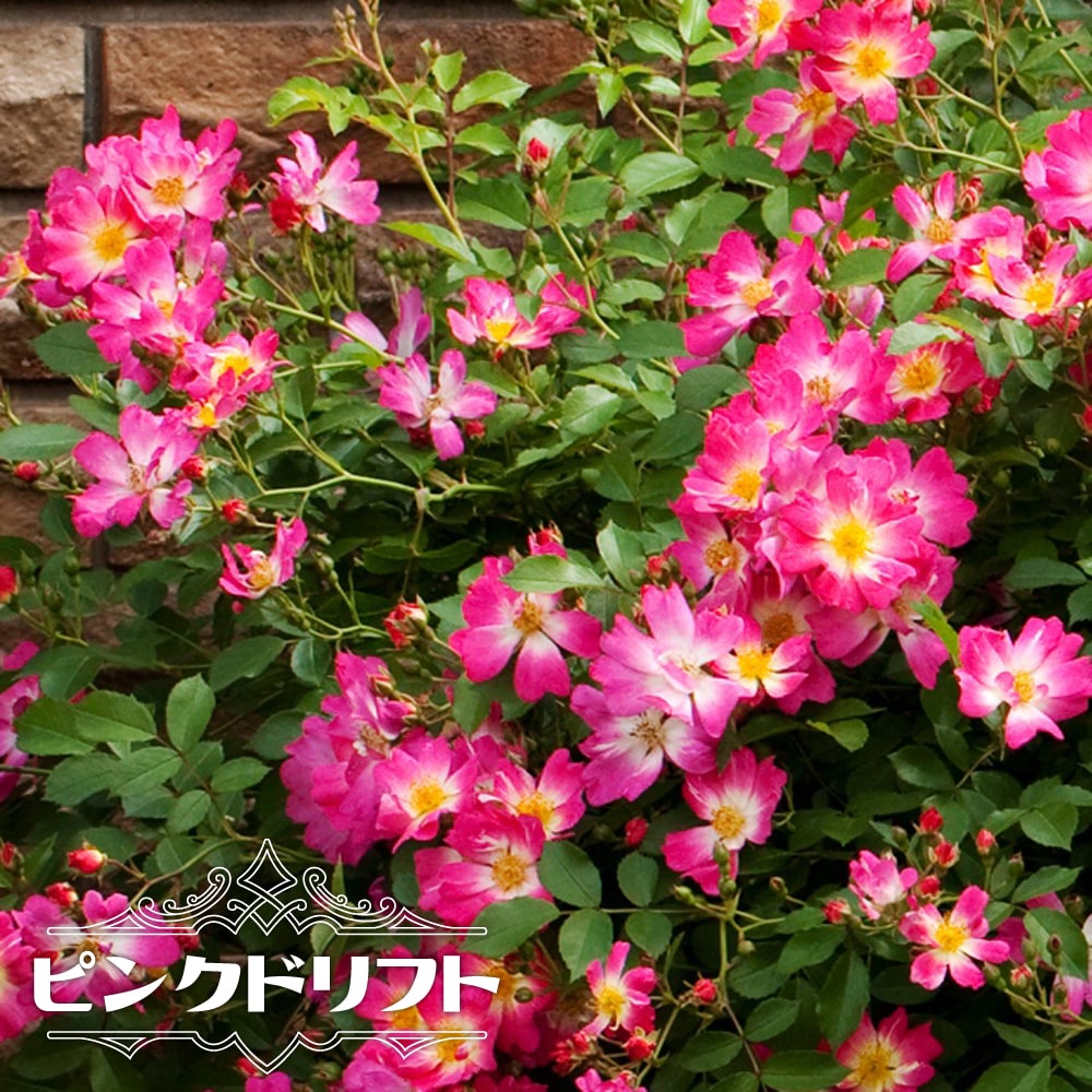 四季咲き修景バラ 【ドリフトローズ ピンクドリフト】 4号ポット苗