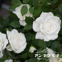 四季咲きバラ苗 【アンナプルナ】 大苗 6号ポット 登録品種・品種登録