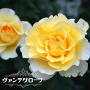 四季咲きバラ苗 【ヴァンデグローブ】 2年生大苗 【予約販売】12月~翌年1月頃入荷予定