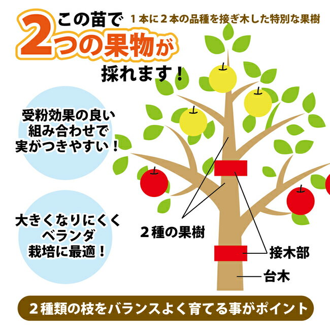 【ダブルプランツ】 桃 苗木 白鳳＆白桃 2種接ぎ木 2年生 フレグラーポット鉢植え もも 【予約販売11月頃入荷予定】