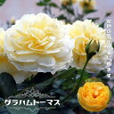 四季咲き強香つるバラ  6号ポット 2年生大苗