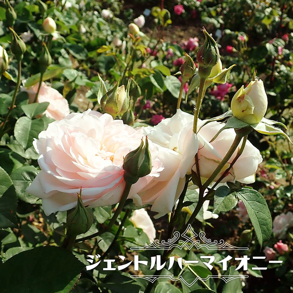 楽天市場】バラ カップ 咲き(花・ガーデン・DIY)の通販 楽天市場】バラ カップ 咲き(花・ガーデン・DIY)の通販