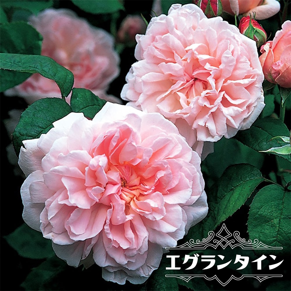 【バラ苗】 エグランタイン（マサコ） (ER イングリッシュローズ) 6号ポット大苗 登録品種・品種登録のサムネイル