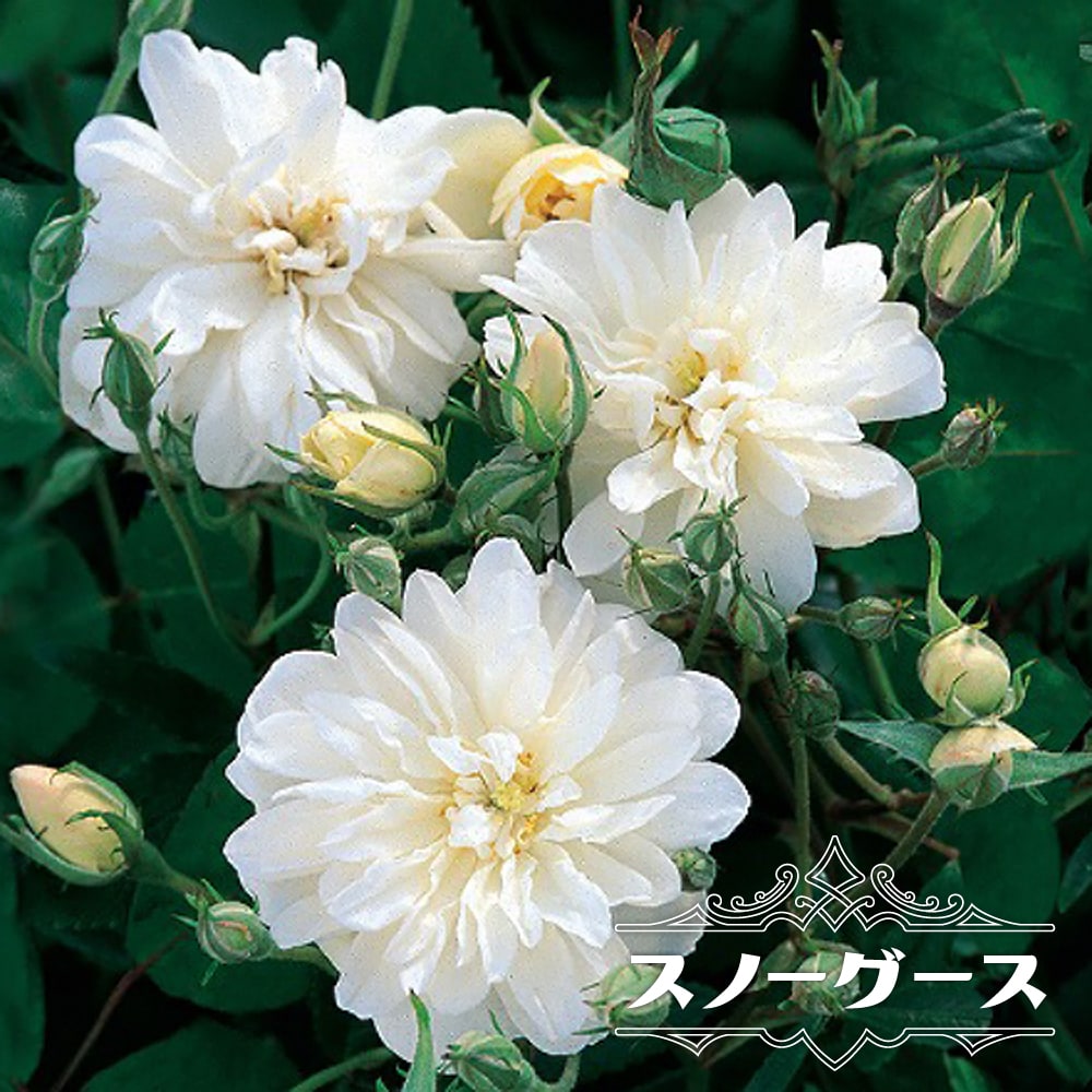 四季咲きつるバラ 【スノーグース】 3年生長尺1.5m苗 大型宅配便 登録品種・品種登録