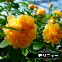 四季咲きバラ苗 【モリニュー 】 6号ポット 2年生大苗 登録品種・品種登録 【予約販売】1~2月頃入荷予定