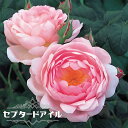 【バラ苗】 セプタードアイル (ER) (大輪 イングリッシュローズ ) 6号ポット 大苗 四季咲き 強健 登録品種・品種登録 【予約販売】1~2月頃入荷予定