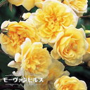 つるバラ 【モーヴァンヒルズ】 2年生大苗 登録品種・品種登録 【予約販売】1~2月頃入荷予定