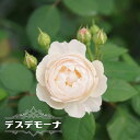 四季咲きバラ苗 【デスデモーナ】 6号ポット 2年生大苗 登録品種・品種登録 【予約販売】1~2月頃入荷予定