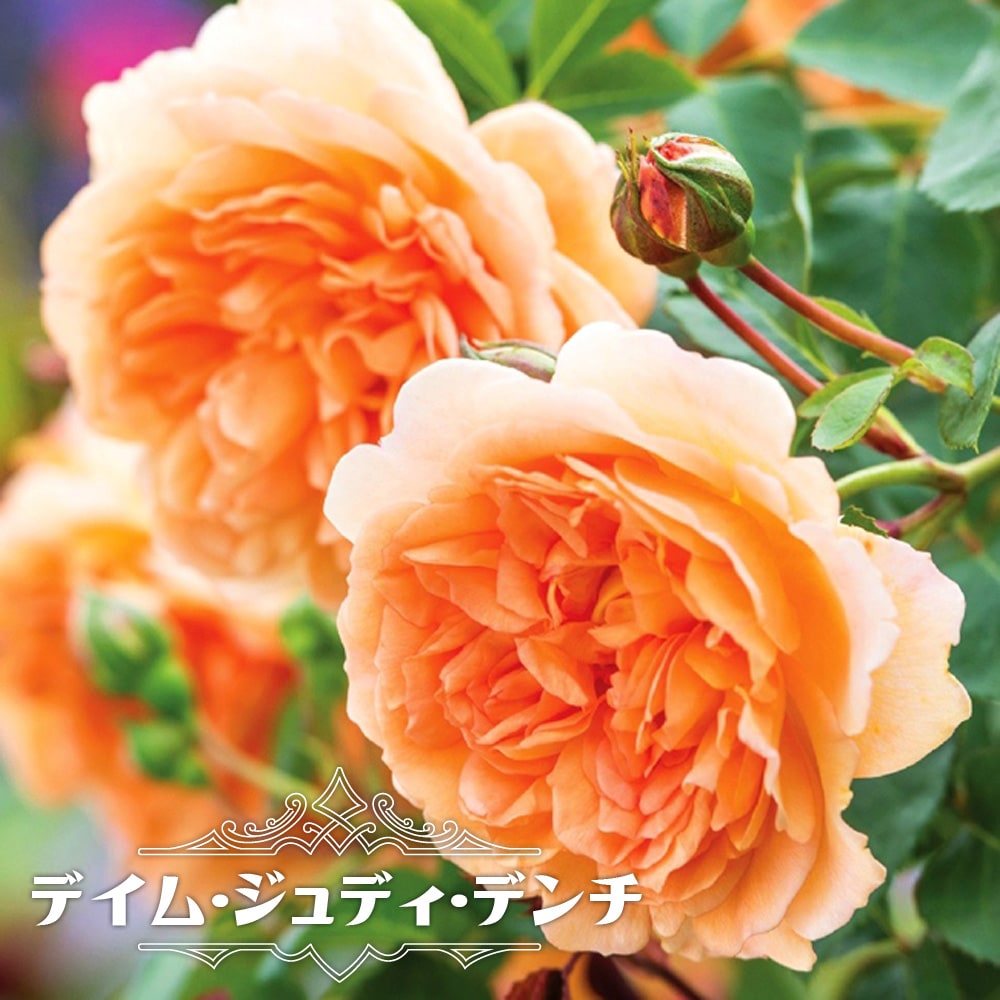 バラ苗 【デイム・ジュディ・デンチ】 2年生大苗 6号ポット 登録品種・品種登録 【予約販売】12月〜翌年1月頃入荷予定