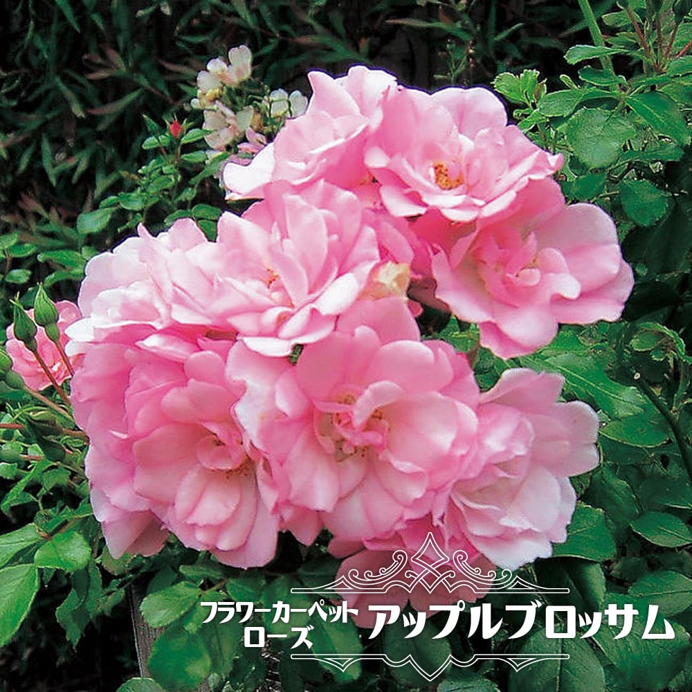 フラワーカーペットローズ 【アップルブロッサム】 ポット苗 バラ苗のサムネイル