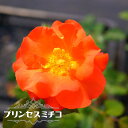 四季咲きバラ苗 【プリンセスミチコ】 1年生 新苗