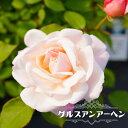 四季咲きバラ苗 【グルスアンアーヘン】 2年生大苗 【予約販売】12月~翌年1月頃入荷予定