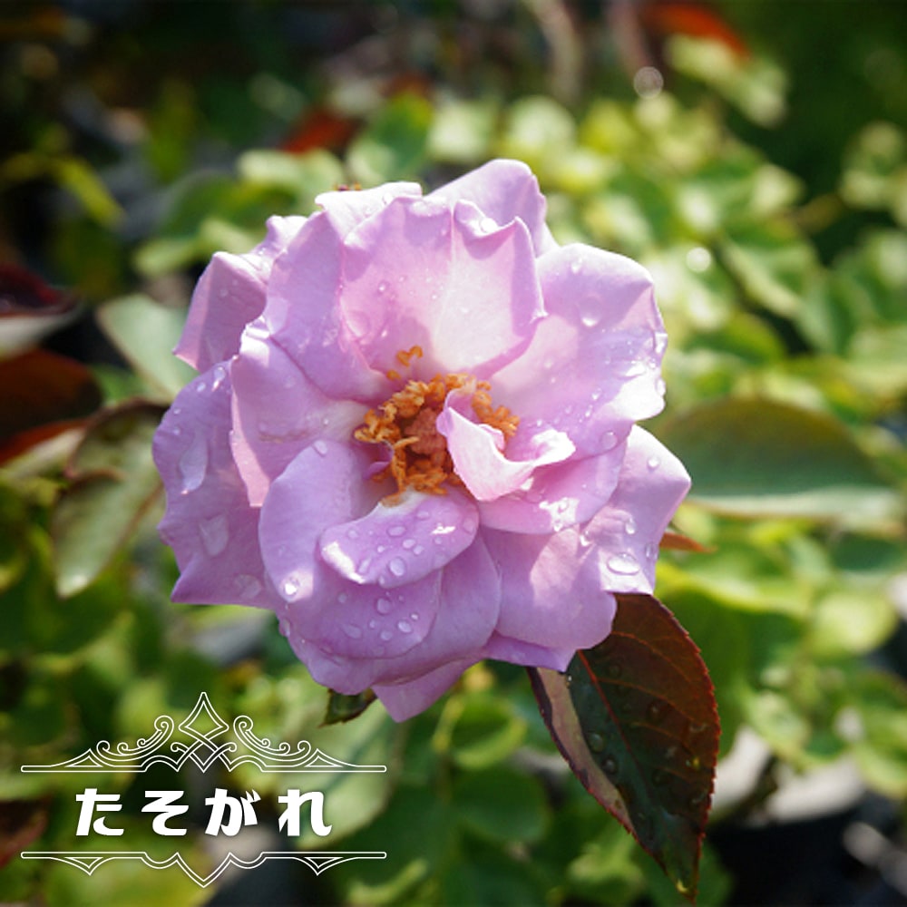 【バラ苗】 たそがれ 1年生 新苗 木立バラ 四季咲き 紫色 藤色 モダンローズ 薔薇 バラ苗木