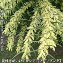 アカシアの木 【フロリブンダ】 3.5号ポット苗