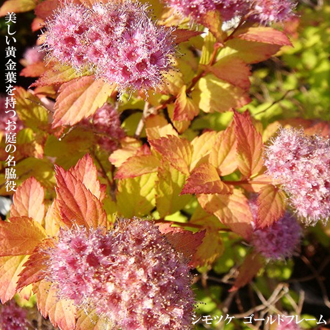 シモツケ 植物図鑑